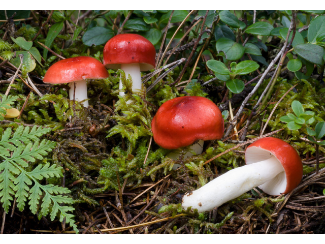 Мицелий Сыроежки болотной / Поплавуха (Russula paludosa) Мицелий Сыроежки болотной / Поплавуха (Russula paludosa)